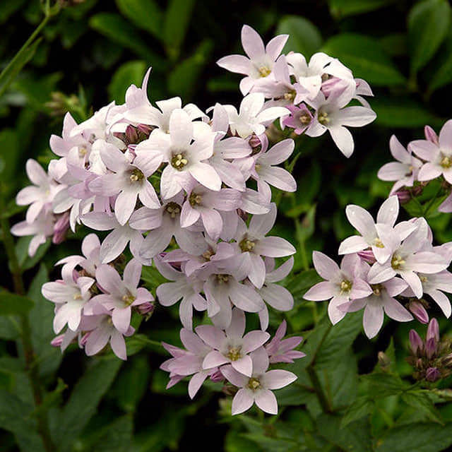 Campanula lactiflora