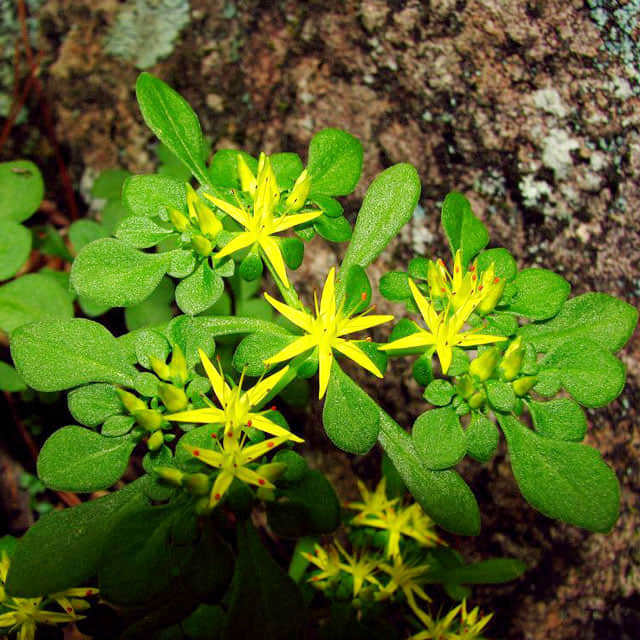 Sedum tetractinum Fine Webbing