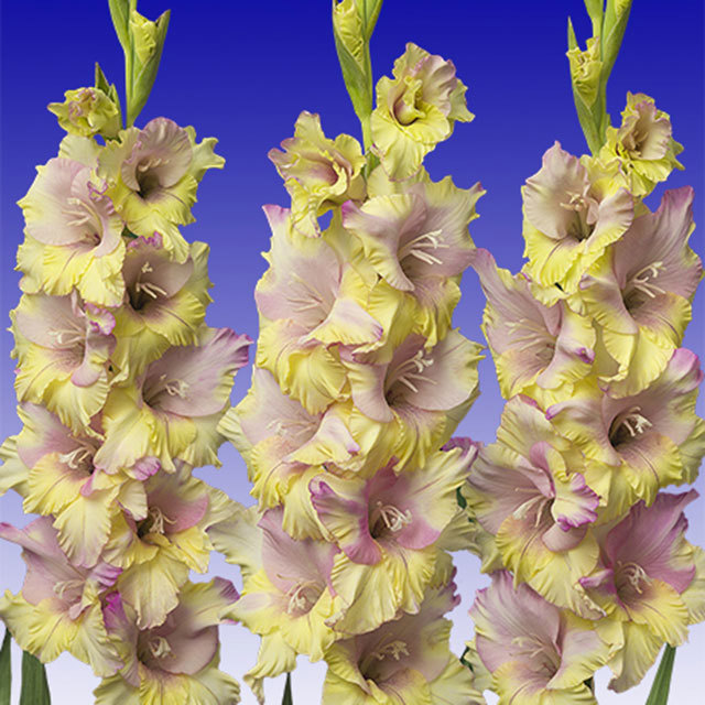 Gladiolus Mon Amour