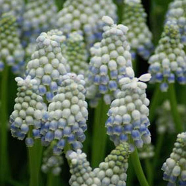 Muscari Peppermint