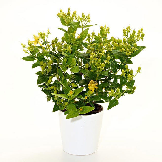 Hypericum Kiwi Pearl