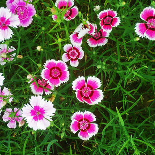 Dianthus plumarius