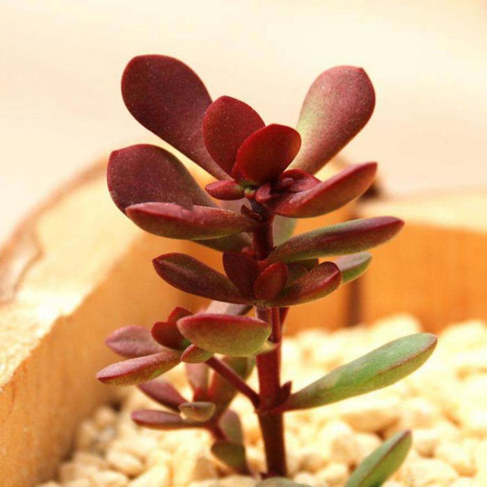 Crassula pubescens subsp. radicans White Cottony Spots