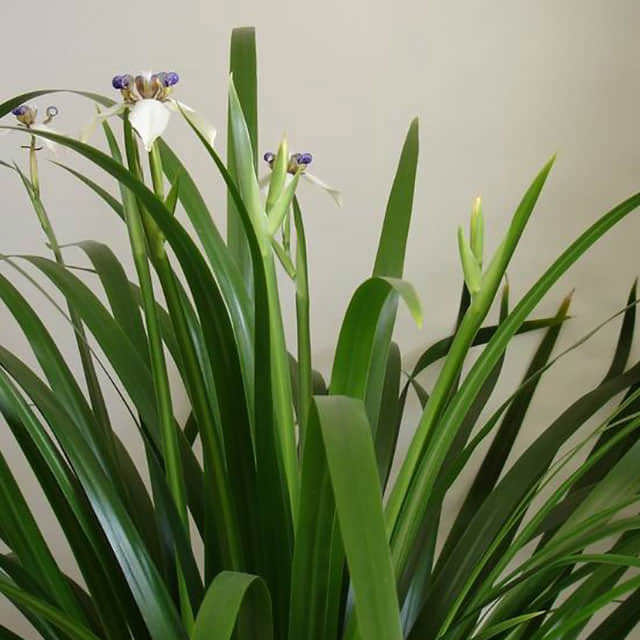 Gladiolus murielae