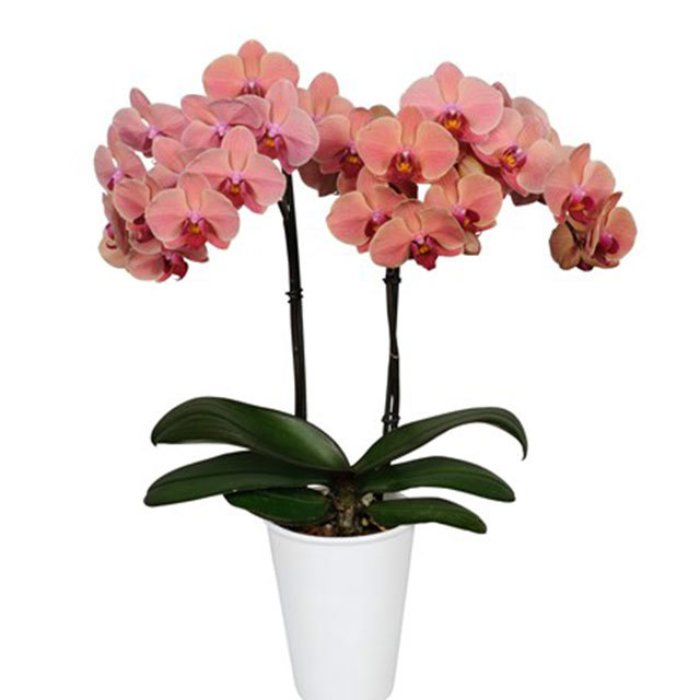 Phalaenopsis Narbonne
