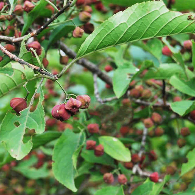 Euonymus alatus