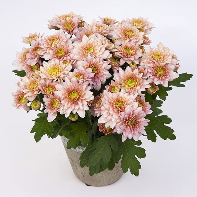 Chrysanthemum Castilho White Powder