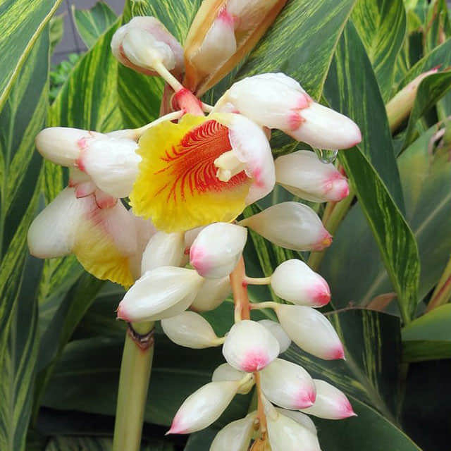 Alpinia zerumbet Variegata