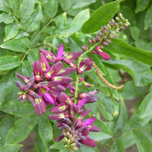 Millettia reticulata