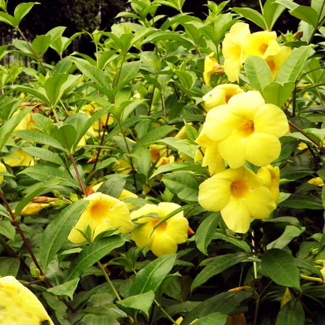 Allamanda cathartica