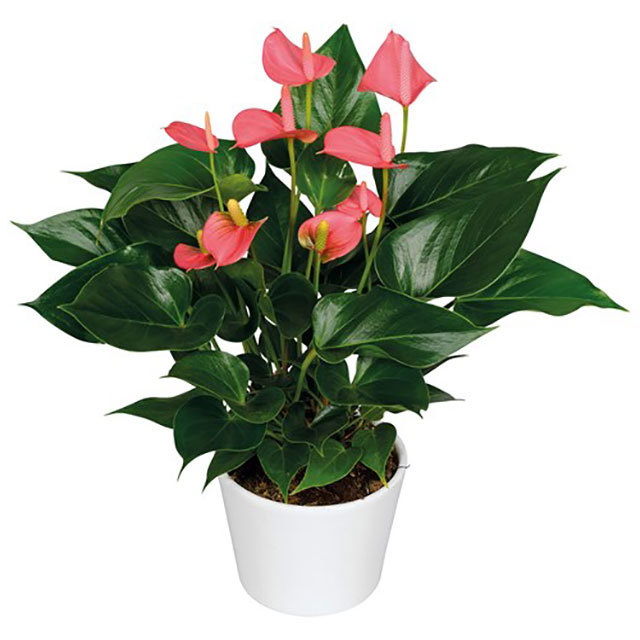 Anthurium andraeanum Pink Champion