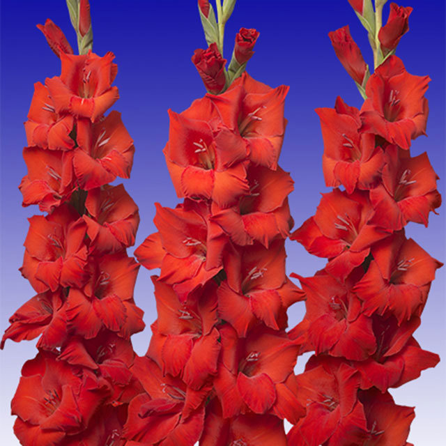 Gladiolus Bonfire