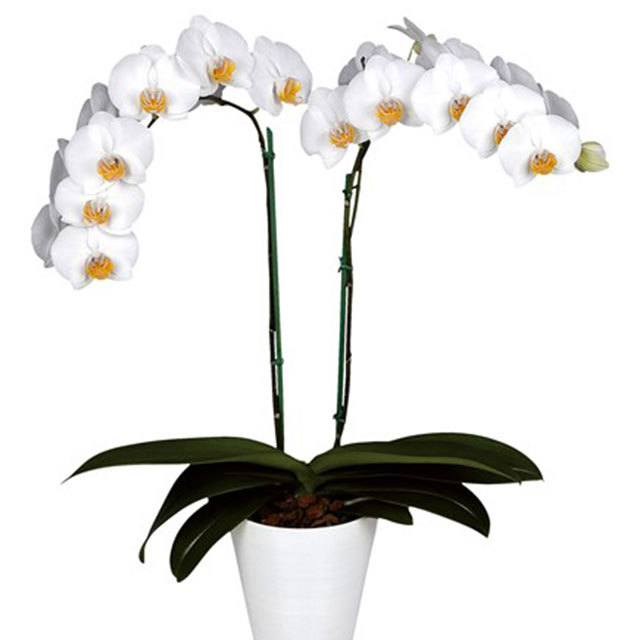 Phalaenopsis Darwin