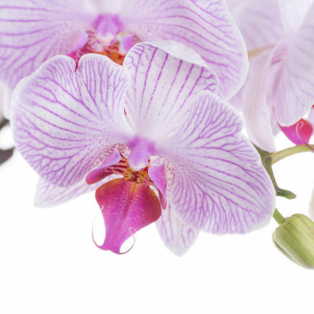 Phalaenopsis White Purple Striped