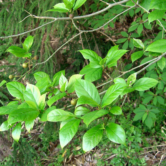 Ficus sycomorus