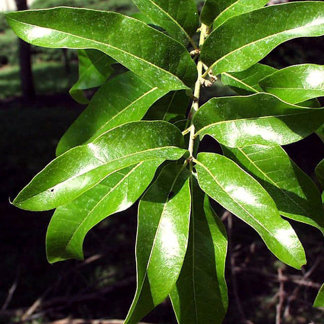 Quercus laurifolia