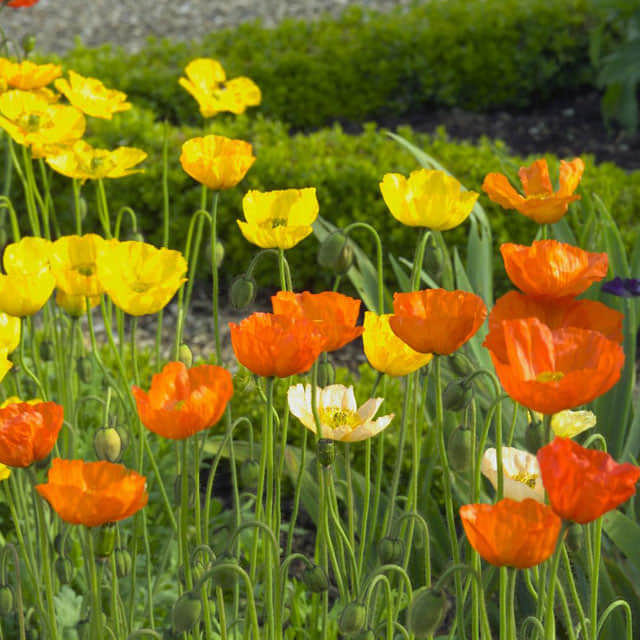 Papaver rhoeas