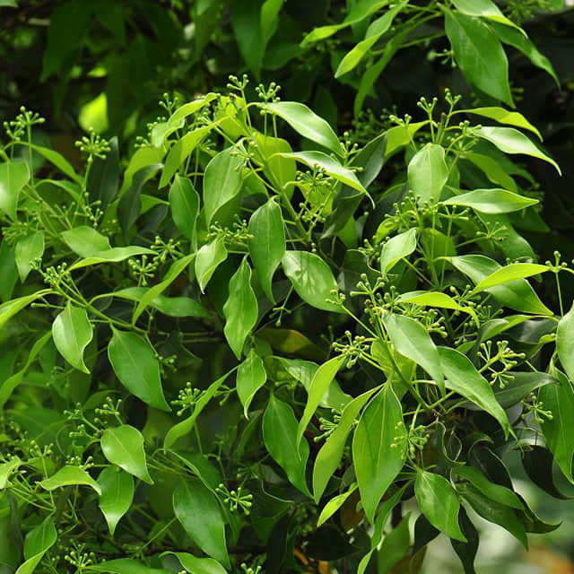 Cinnamomum camphora