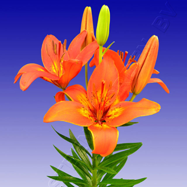 Lily Burning Joy