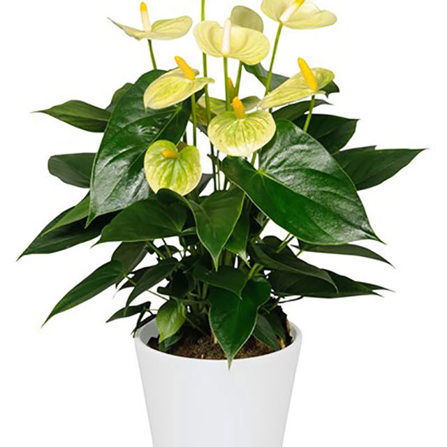 Anthurium andraeanum Vanilla