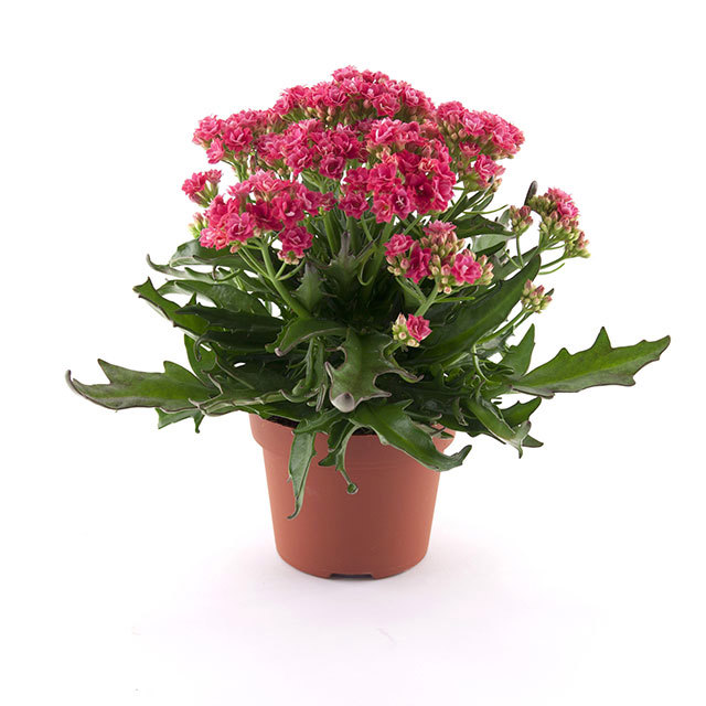 Kalanchoe Taranta Pink Brown Leaf Tips