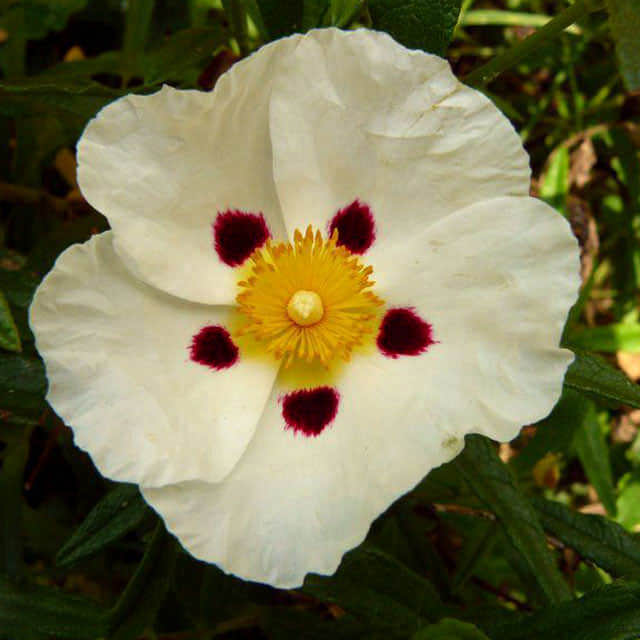 Cistus pulverulentus