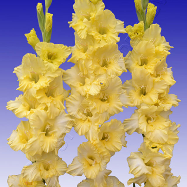 Gladiolus Morning Gold