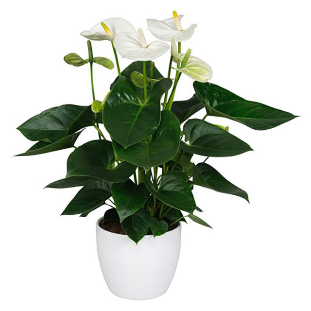 Anthurium andraeanum Sierra White