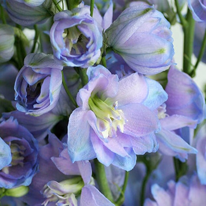 Delphinium Delphis Moonlight