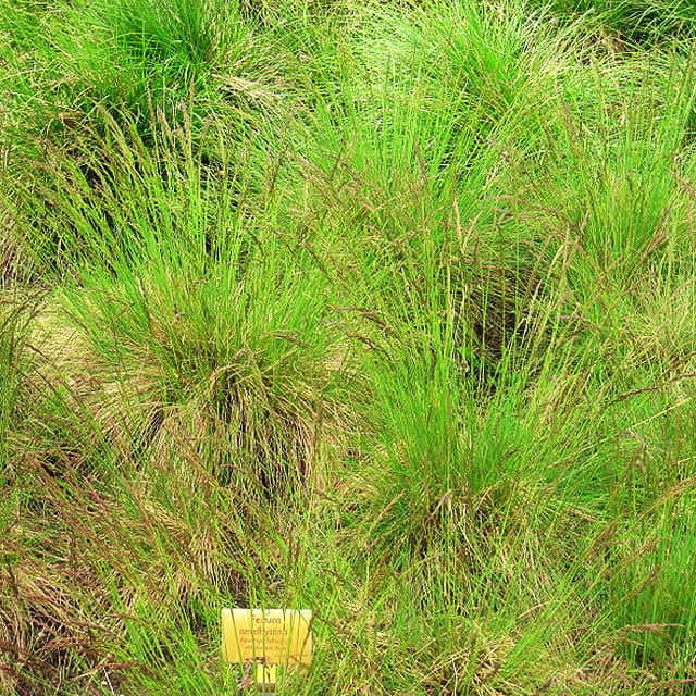 Festuca amethystina