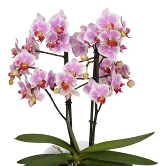 Phalaenopsis Belem White Cottony Spots
