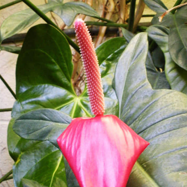 Anthurium x Ferrierense