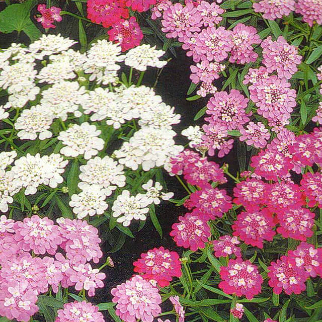 Iberis umbellata