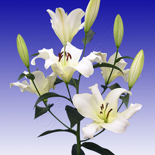 Lilium Ovatie Drooping Leaves