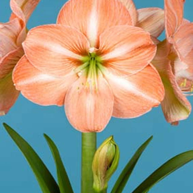 Amaryllis Faro Tiny Black Flies