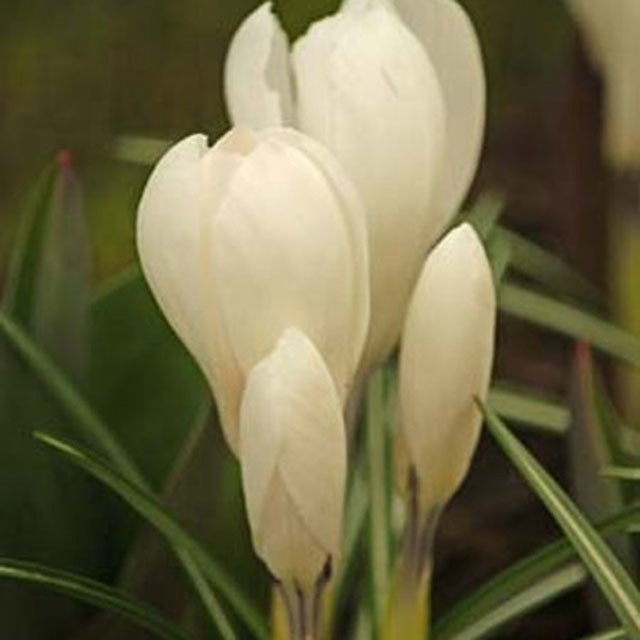 Crocus Jeanne dArc
