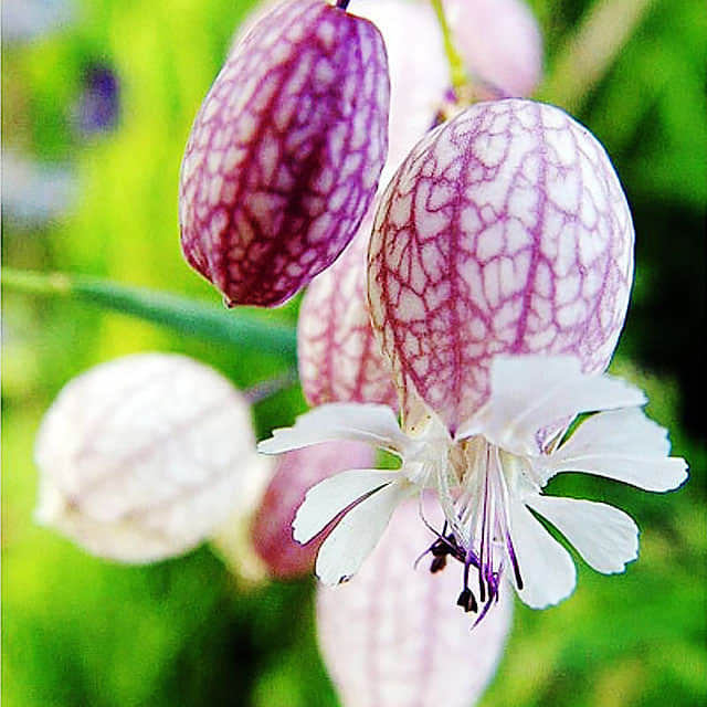Silene acaulis