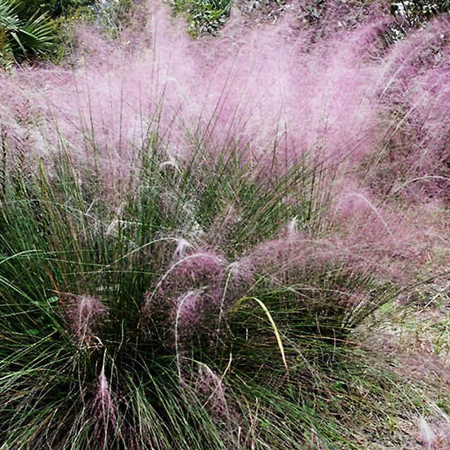 Muhlenbergia emersleyi
