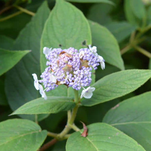 Hydrangea involucrata