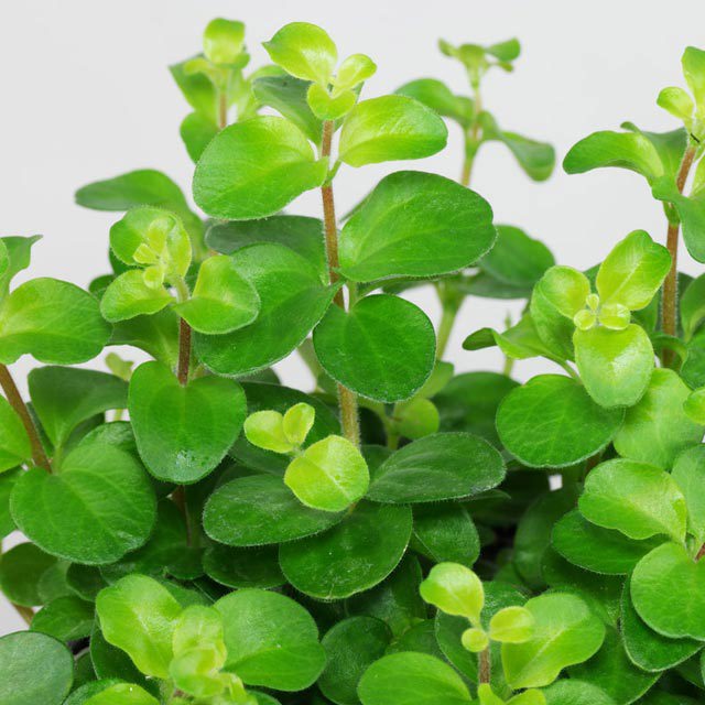 Peperomia rotundifolia
