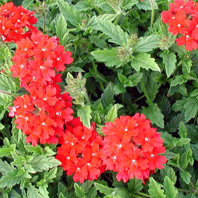 Verbena peruviana