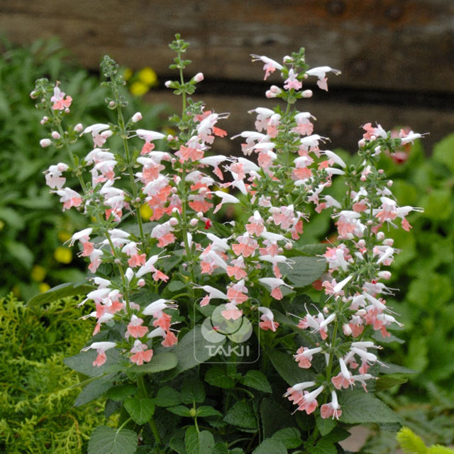 Salvia Hummingbird Coral Nymph Leggy Stems