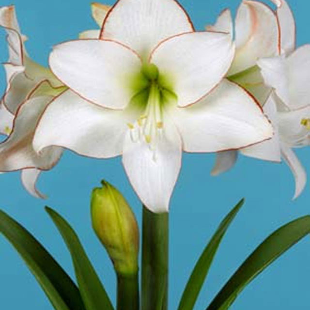 Amaryllis Picotee