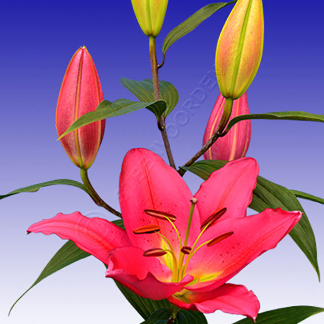 Lilium Oriental Tarrango Fine Webbing