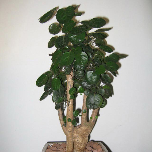 Polyscias guifoylei