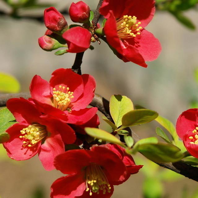 Chaenomeles speciosa