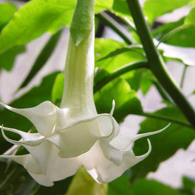 Datura innoxia Leggy Stems