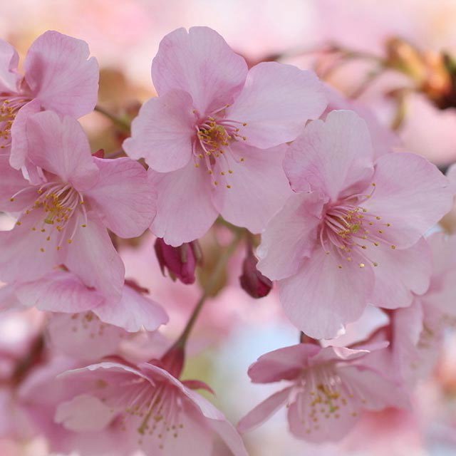 Prunus