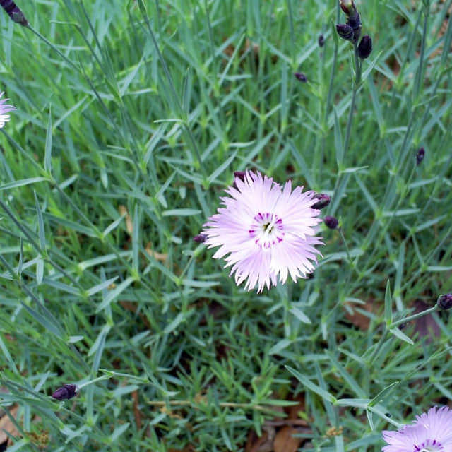 Dianthus gratianopolitanus
