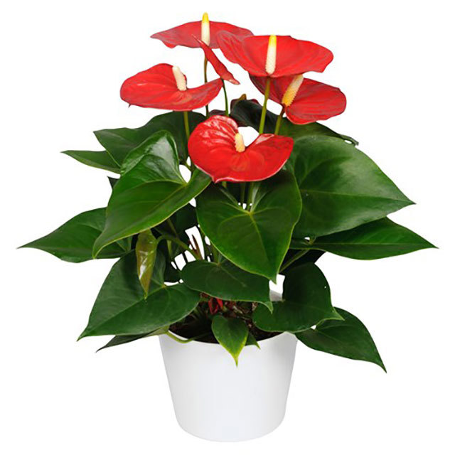 Anthurium andraeanum Rustica